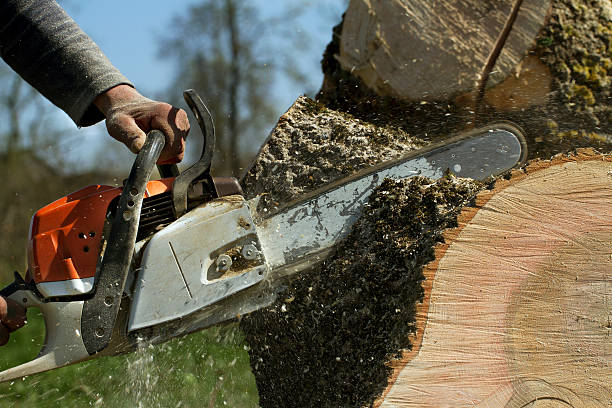 Best Tree Branch Trimming  in USA